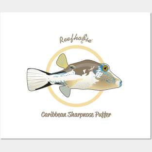 Caribbean Sharpnose Puffer Posters and Art